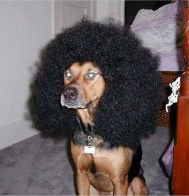 kalb